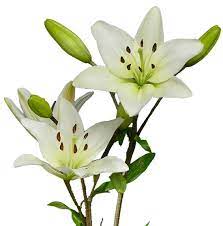 White Lily Upgrade